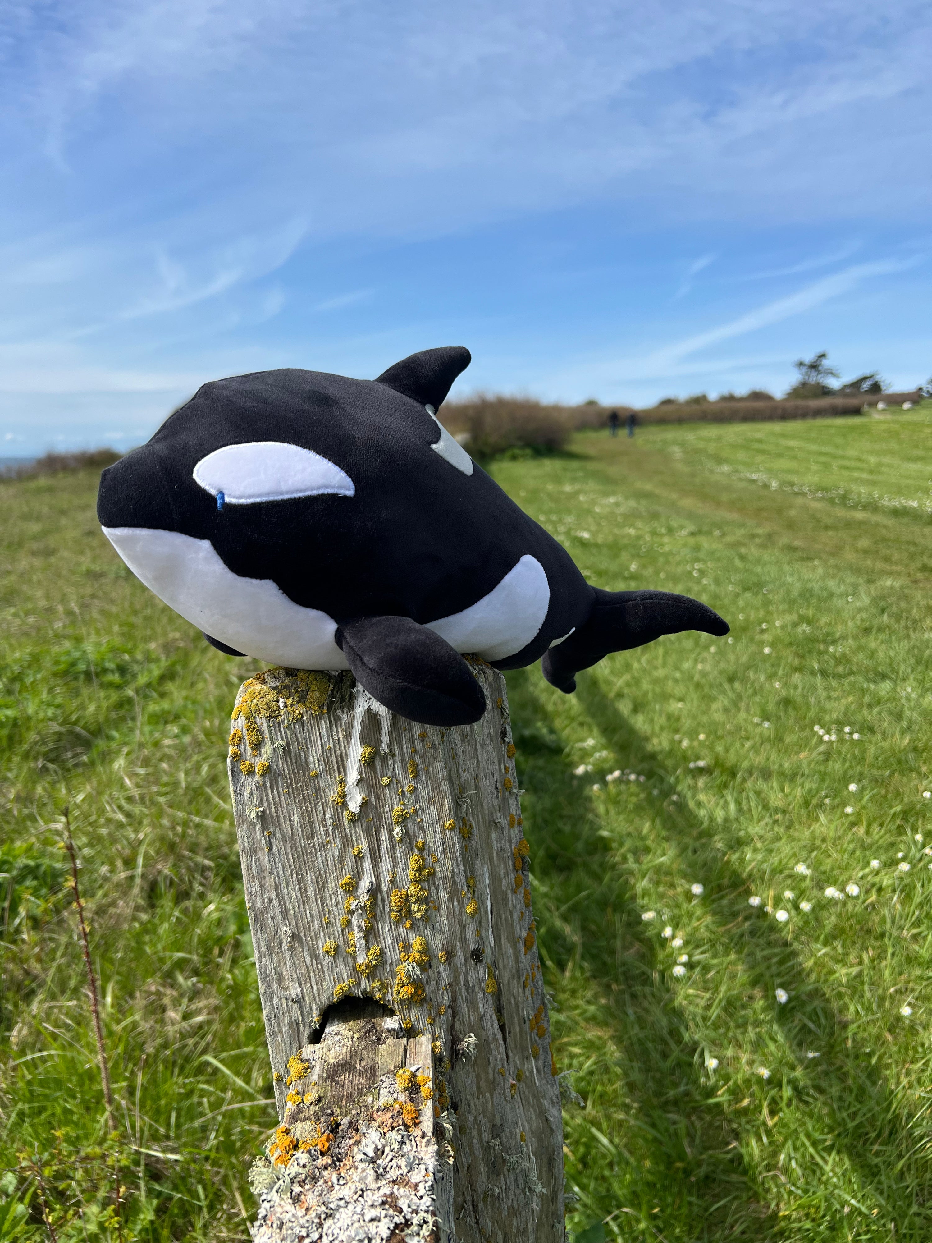 Weighted Orca
